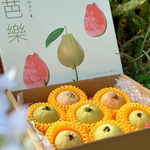 福建·「南食记」空运 红芯芭乐 整件 约2.25kg 商品图0