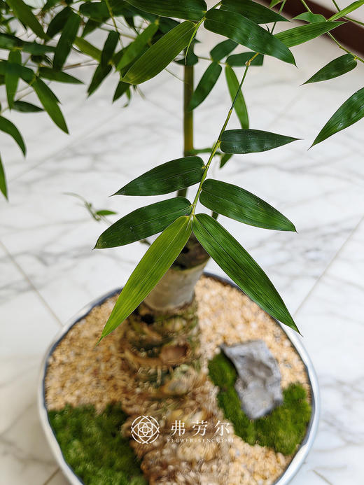 造型勒竹 商品图2