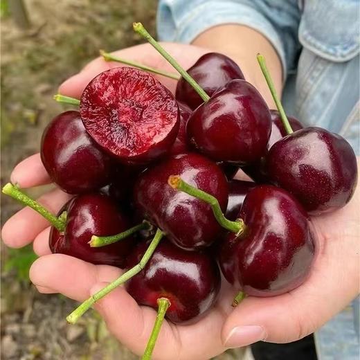 大连大樱桃（精选美早） 商品图3