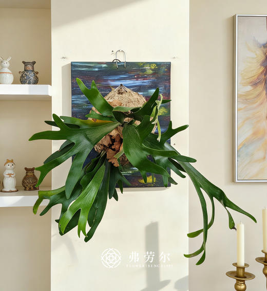 鹿角蕨 商品图0