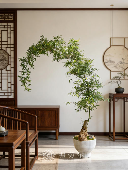 造型勒竹 商品图0