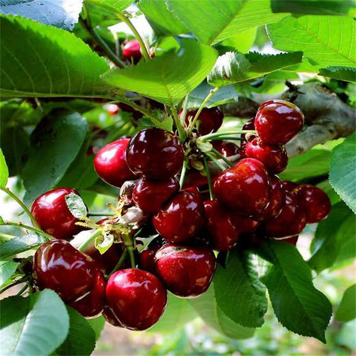 大连大樱桃（精选美早） 商品图2