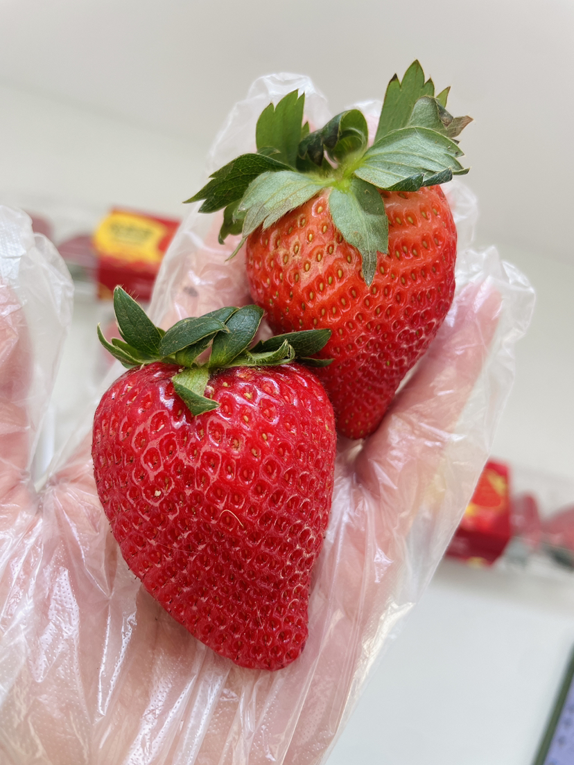 云南怡颗莓素颜草莓🍓果香浓郁，自然好味道😋