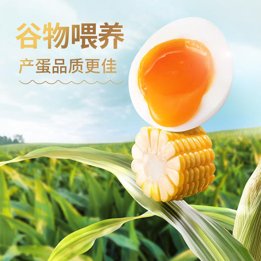 圣迪乐鲜蛋天然谷物喂养鸡蛋30枚谷物系列 商品图1