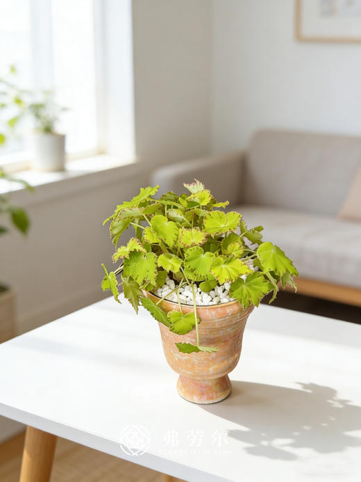 秋海棠 商品图5