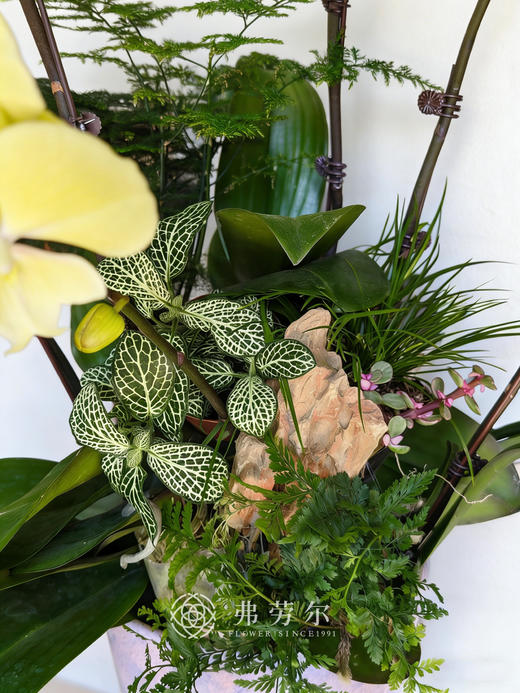 陶盆蝴蝶兰 商品图2