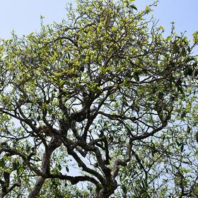 困鹿山单株2026-1000克-晒青绿茶