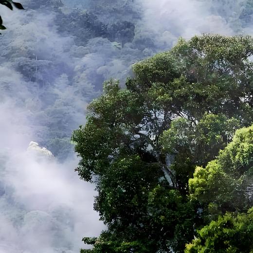 刮风寨2026-1000克-晒青绿茶 商品图0