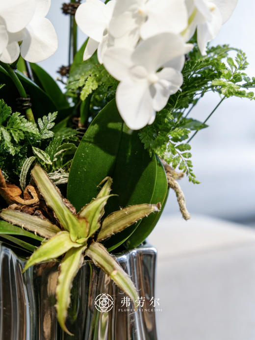 银盆蝴蝶兰 商品图2