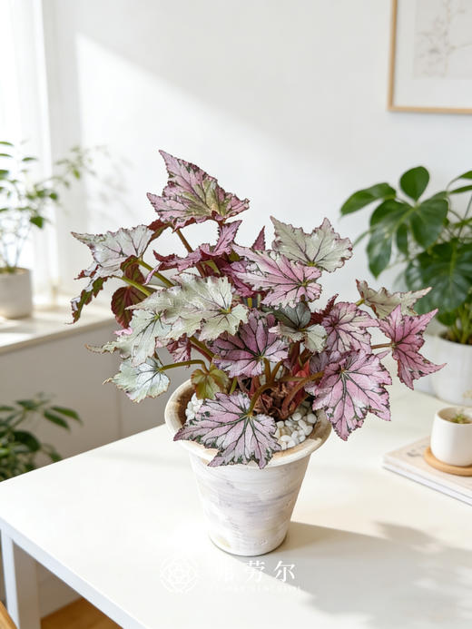 秋海棠 商品图3