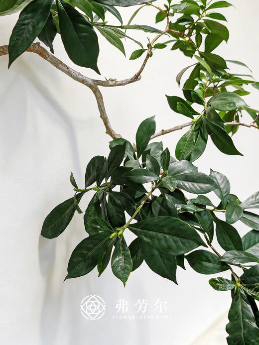 造型台面海岛栀子花 商品图2