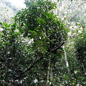 冷水河2026-1000克-晒青绿茶