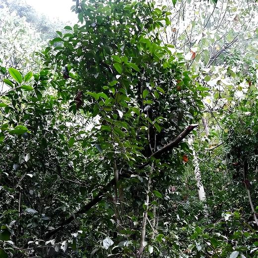 冷水河2026-1000克-晒青绿茶 商品图0