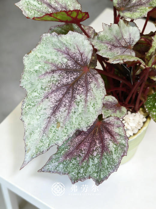 秋海棠 商品图8