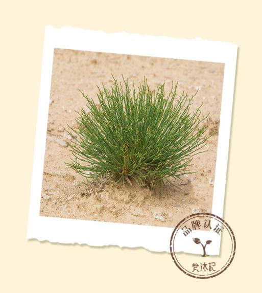 梭梭树 商品图0