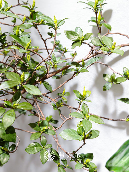 造型台面栀子花 商品图1