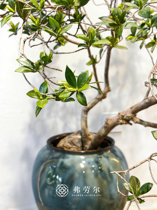 造型台面栀子花 商品图2