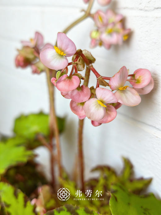 秋海棠 商品图7