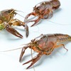鲜活小龙虾4-6钱 散称（16-25只/500g） 商品缩略图3