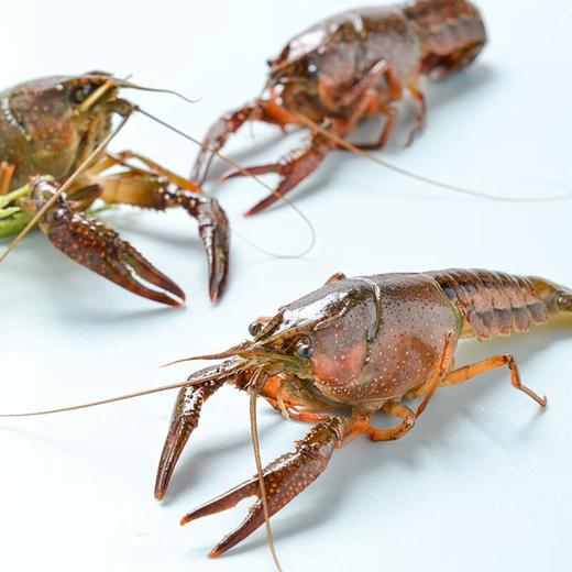 鲜活小龙虾4-6钱 散称（16-25只/500g） 商品图3