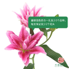 重瓣百合-混色 5枝一扎 商品缩略图0