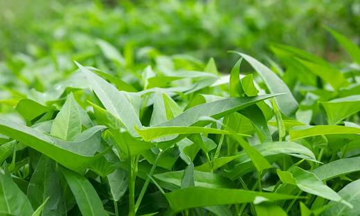 【生鲜预定】空心菜 1kg 商品图1