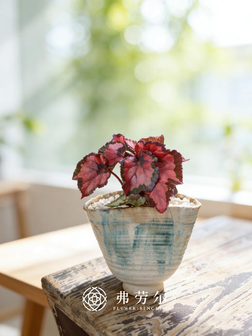 秋海棠 商品图4