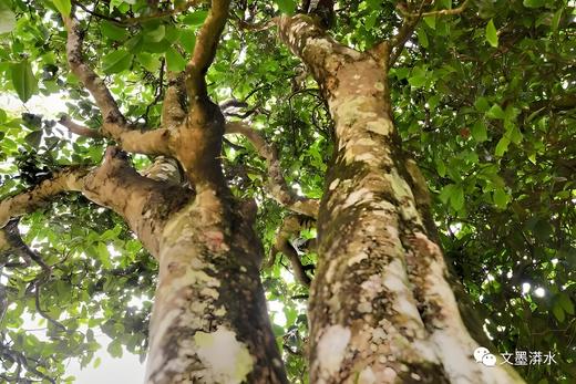 漭水黄家寨2026-1000克-晒青绿茶 商品图0