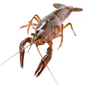 鲜活小龙虾4-6钱 散称（16-25只/500g）