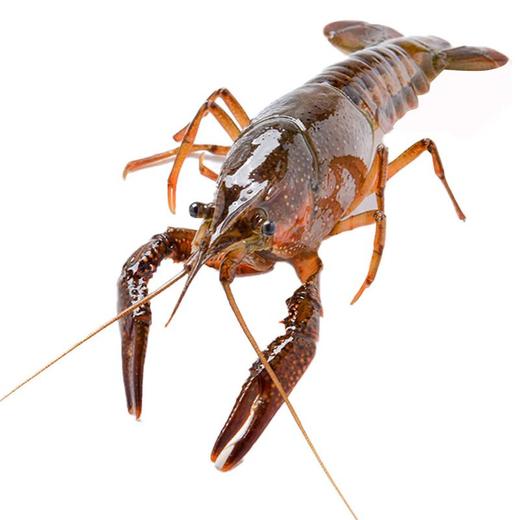 鲜活小龙虾4-6钱 散称（16-25只/500g） 商品图0