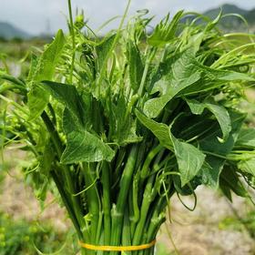 【生鲜预定】洋瓜尖 1kg