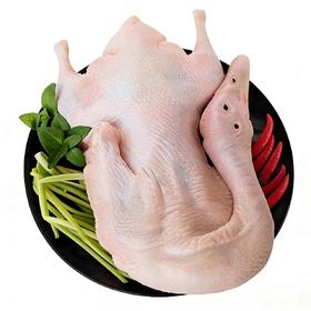 【生鲜预定】新鲜小麻鸭/只