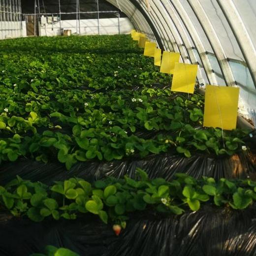 孕妇婴幼儿可以放心吃的有机草莓，631项农残未检出，安全好吃又健康（2斤/箱） 商品图7