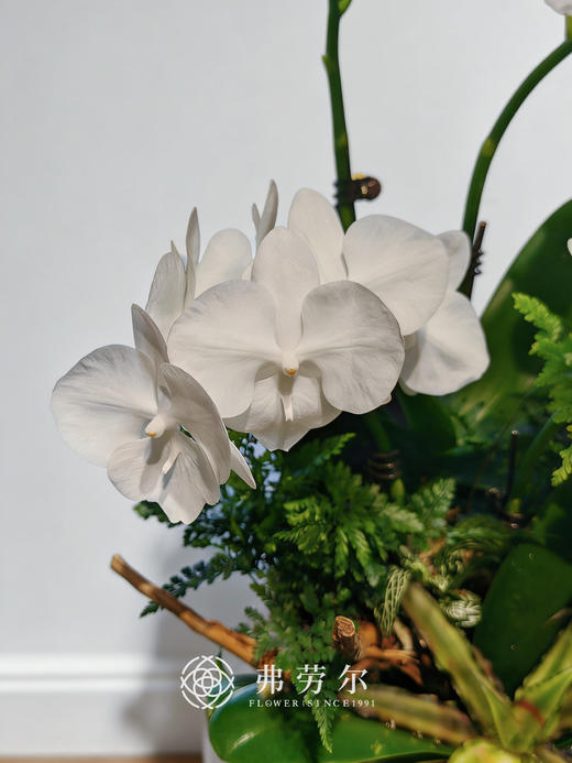 银盆蝴蝶兰 商品图1