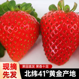孕妇婴幼儿可以放心吃的有机草莓，631项农残未检出，安全好吃又健康（2斤/箱）