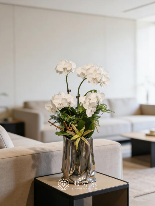 银盆蝴蝶兰 商品图0