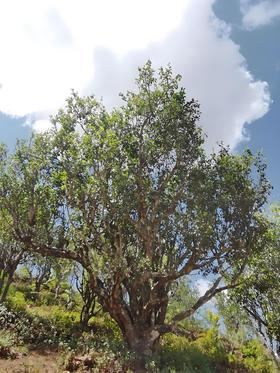 茶王树2026-1000克-晒青绿茶