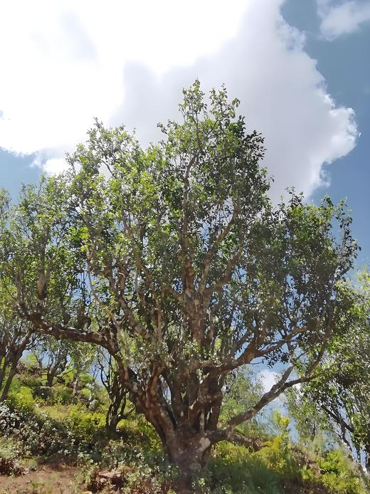 茶王树2026-1000克-晒青绿茶 商品图0