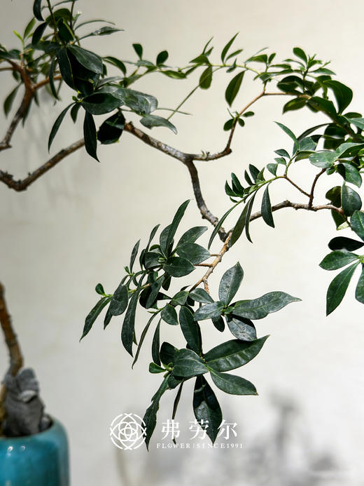 造型台面海岛栀子花 商品图1