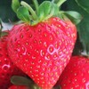 孕妇婴幼儿可以放心吃的有机草莓，631项农残未检出，安全好吃又健康（2斤/箱） 商品缩略图3