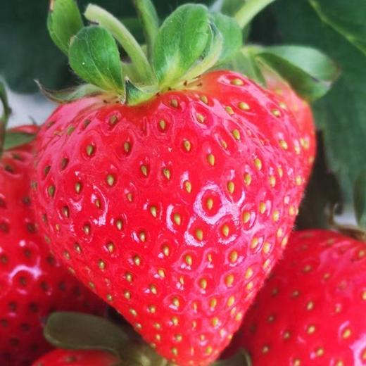 孕妇婴幼儿可以放心吃的有机草莓，631项农残未检出，安全好吃又健康（2斤/箱） 商品图3