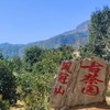 凤冠山2026-1000克-晒青绿茶 商品缩略图0