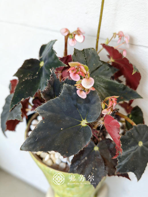 秋海棠 商品图6