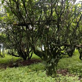 黄草林2026-1000克-晒青绿茶