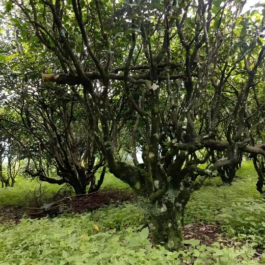 黄草林2026-1000克-晒青绿茶 商品图0