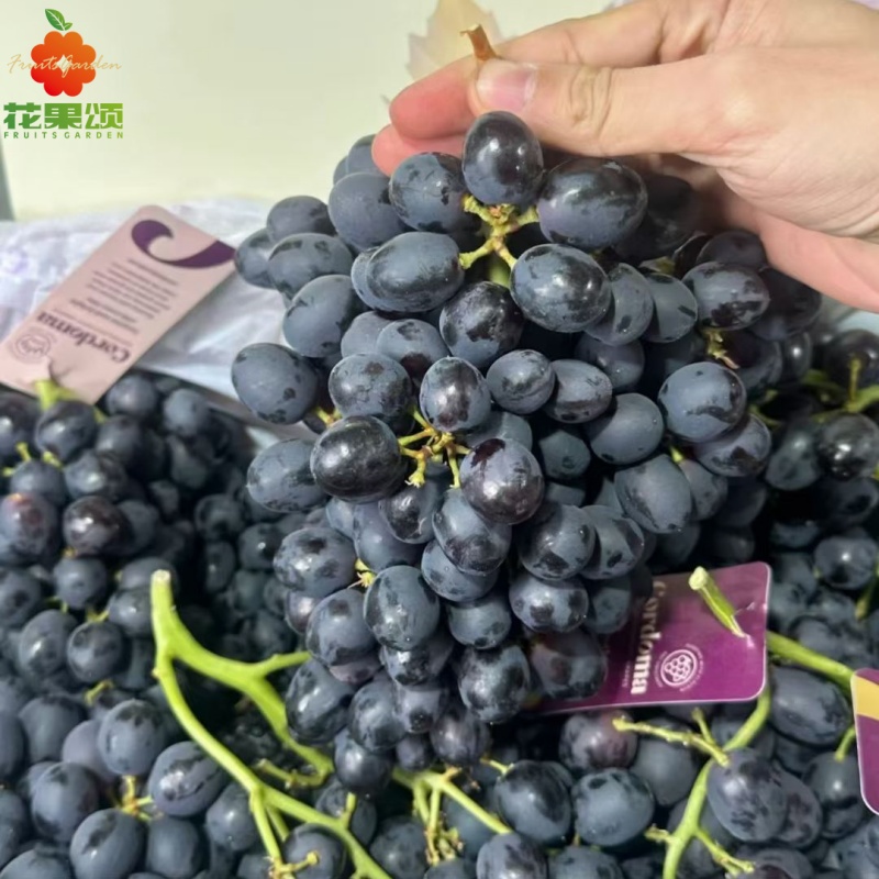 【新品上市】澳洲玫瑰香黑提 约250g-500g