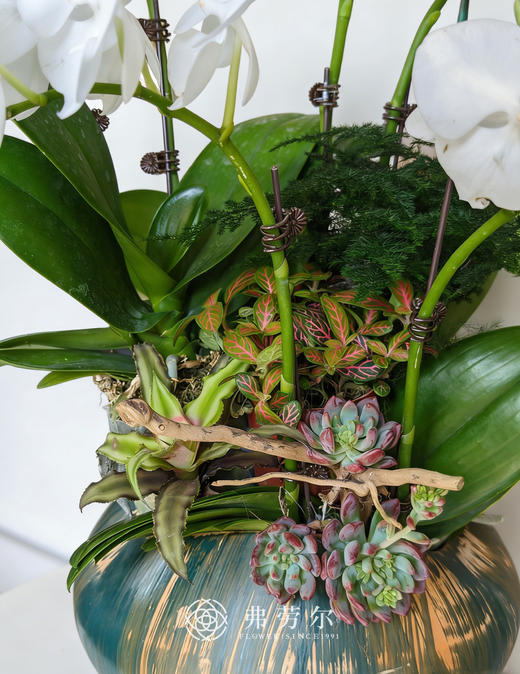 彩绘盆蝴蝶兰 商品图2