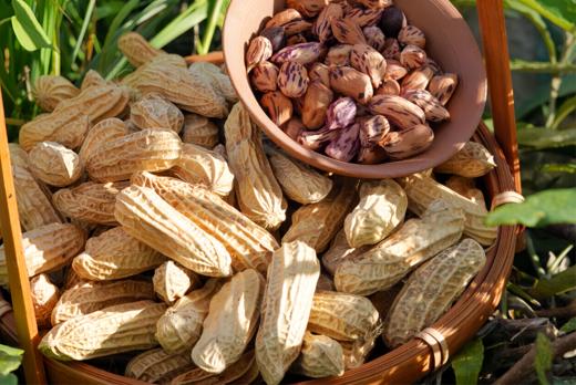 有机七彩花生400g 装/箱（商） 商品图3