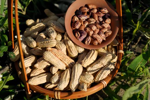 有机七彩花生400g 装/箱（商） 商品图0