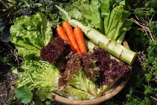 云南有机红胡萝卜1.5KG装/箱（商） 商品图5